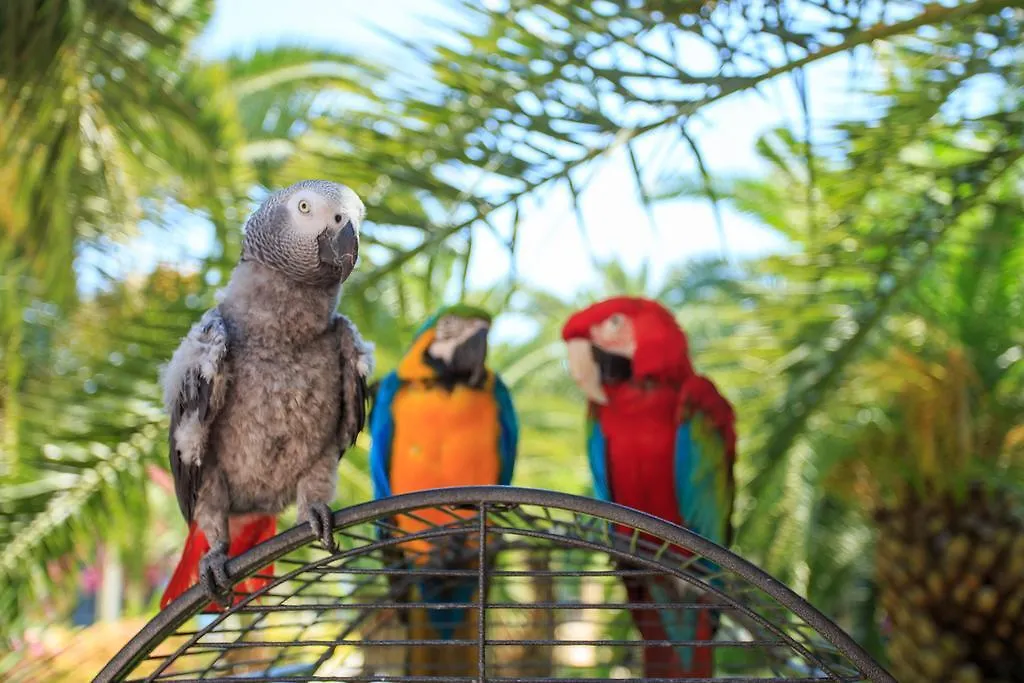 Flamingo Hotel & Spa - Pet Friendly 올루데니스
